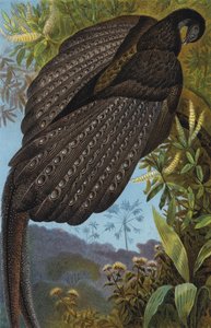 Argus Pheasant